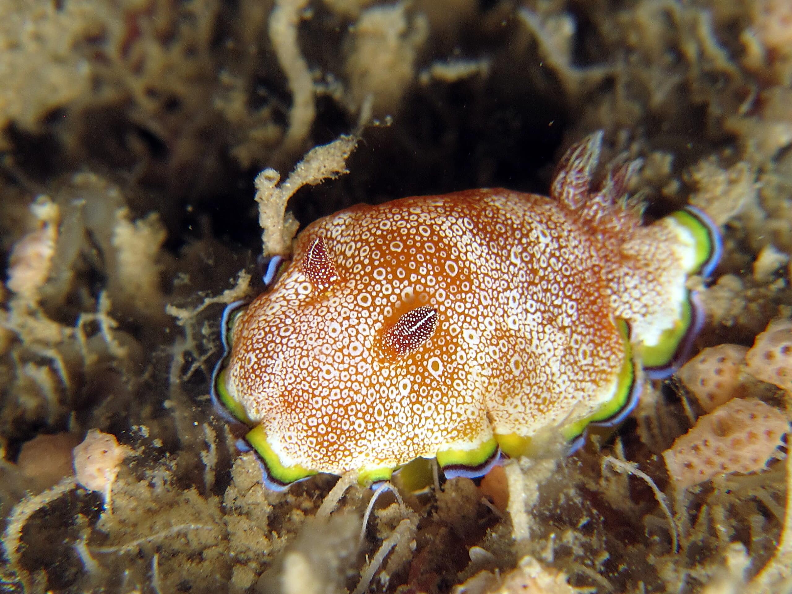 nudibranch chromodoris albopuncta nudibranch chromodoris albopuncta