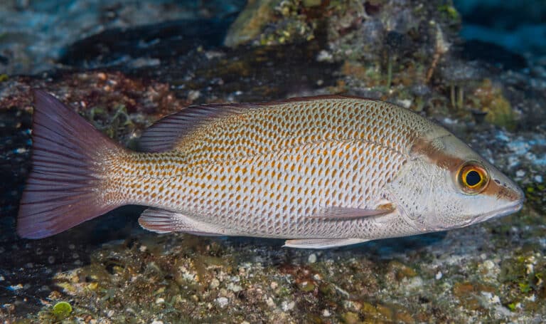 gray snapper lutjanus griseus
