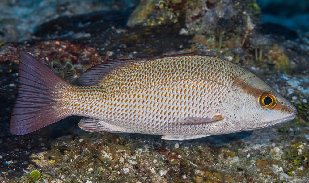 gray snapper lutjanus griseus