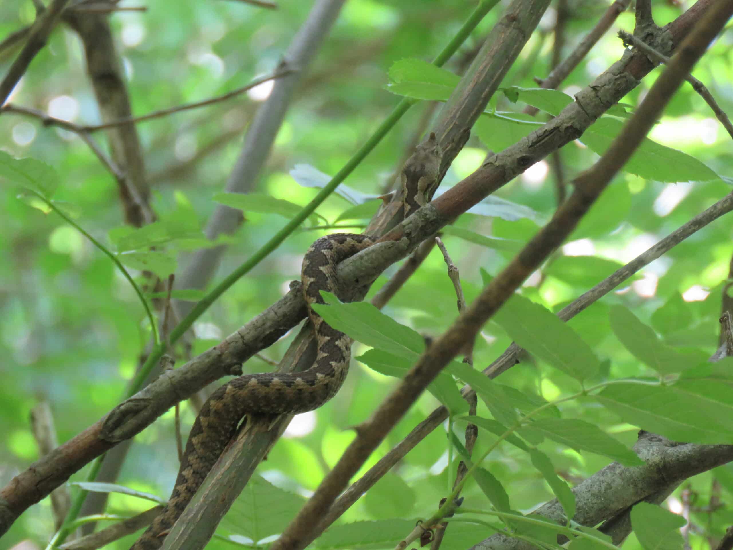 vipera ammodytes, sićevačka klisura, niš, serbia (63)