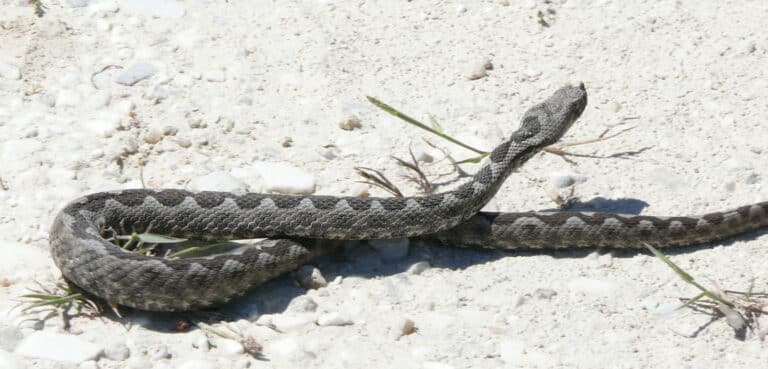 vipera ammodytes on thasos