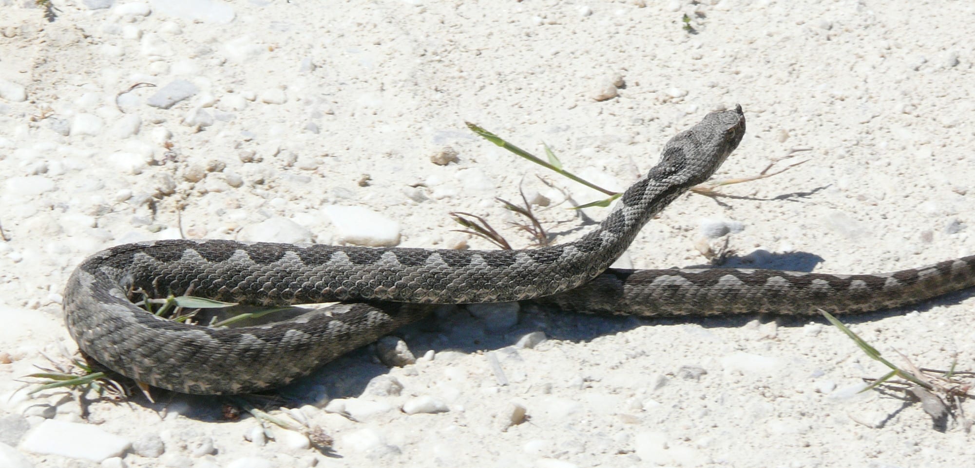 vipera ammodytes on thasos