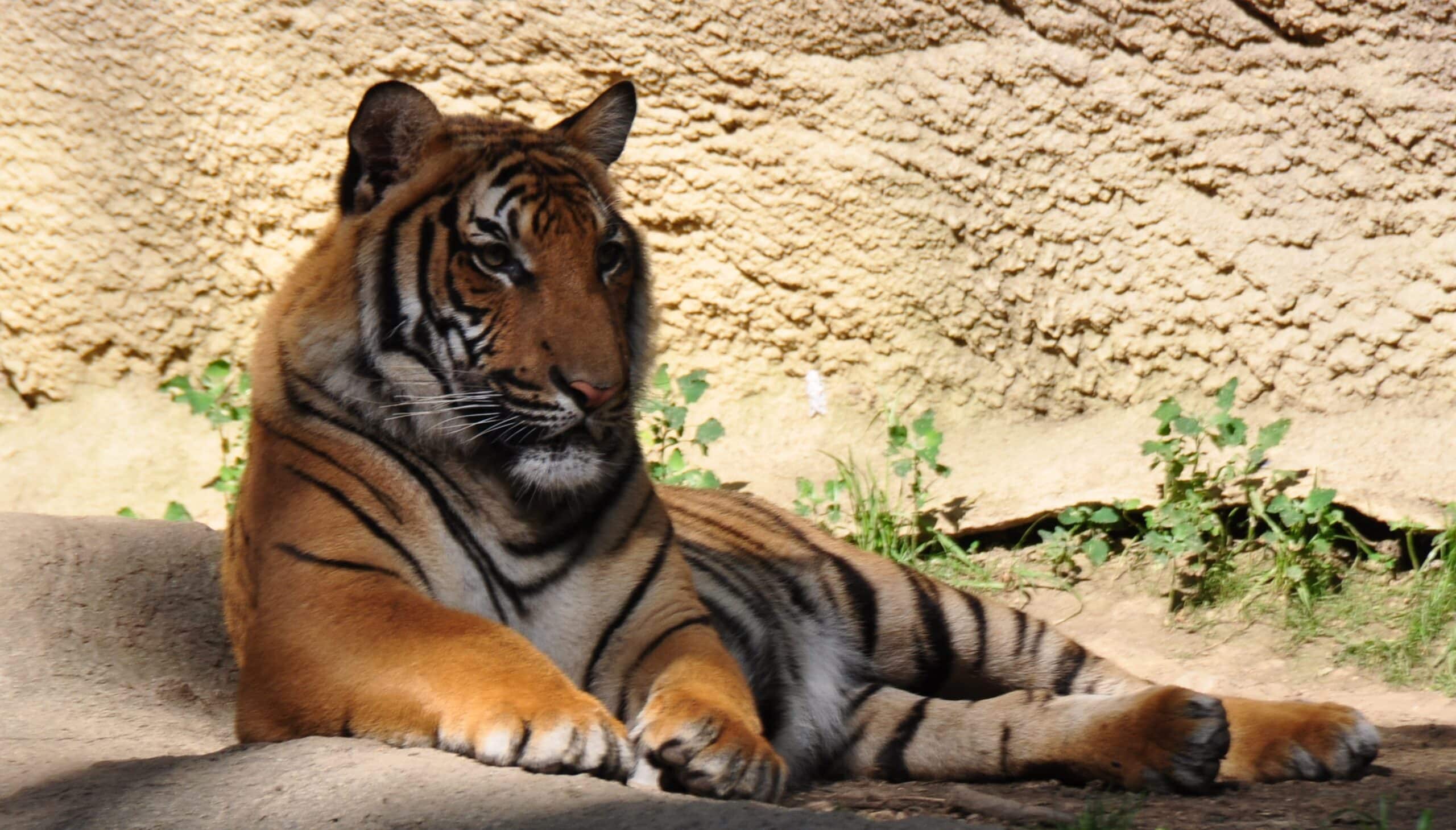 malayan tiger (4684304459) malayan tiger (4684304459)