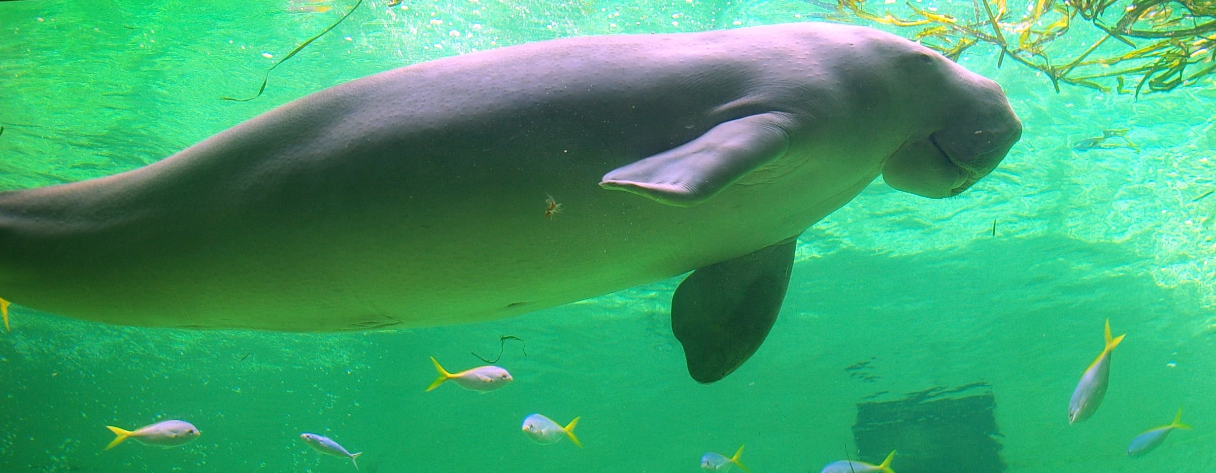 dugong, toba aquarium dugong, toba aquarium Dugong