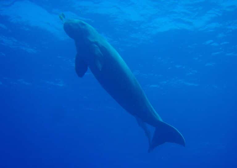 file:dugong.jpg file:dugong.jpg