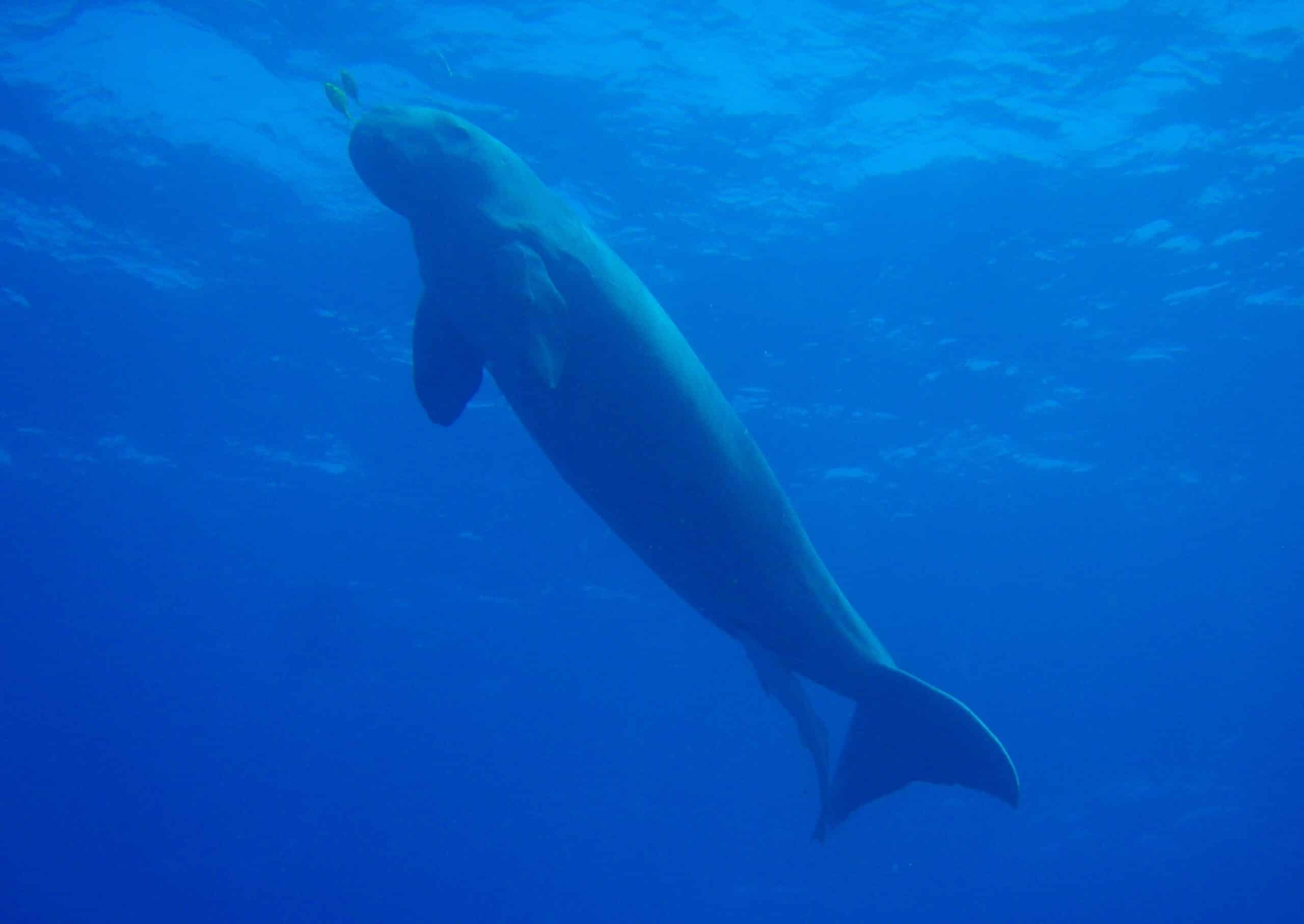 file:dugong.jpg file:dugong.jpg