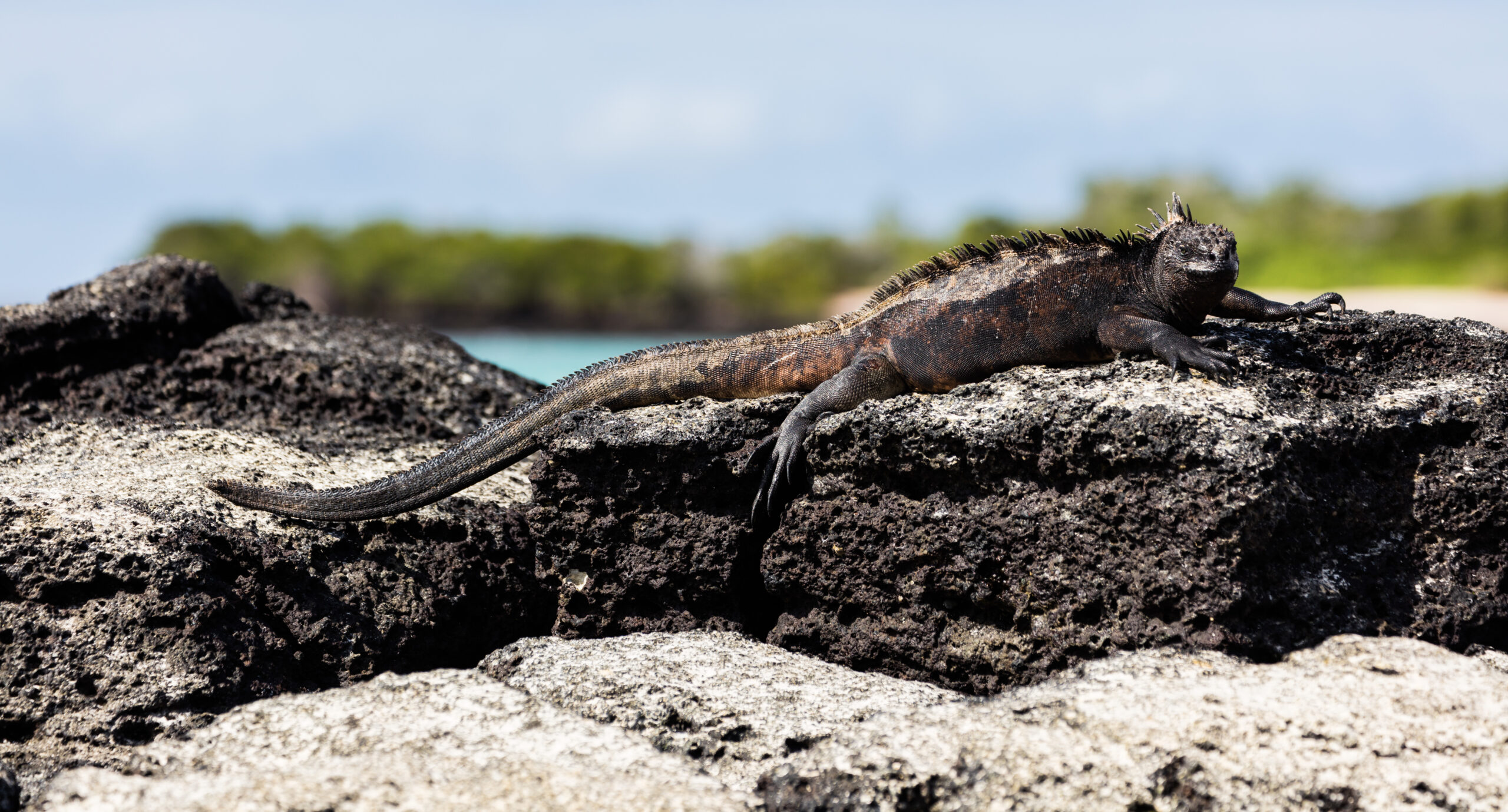 File:Iguana marina (Amblyrhynchus cristatus), Las Bachas, isla Santa Cruz, islas Galápagos, Ecuador, 2015-07-23, DD 20.jpg