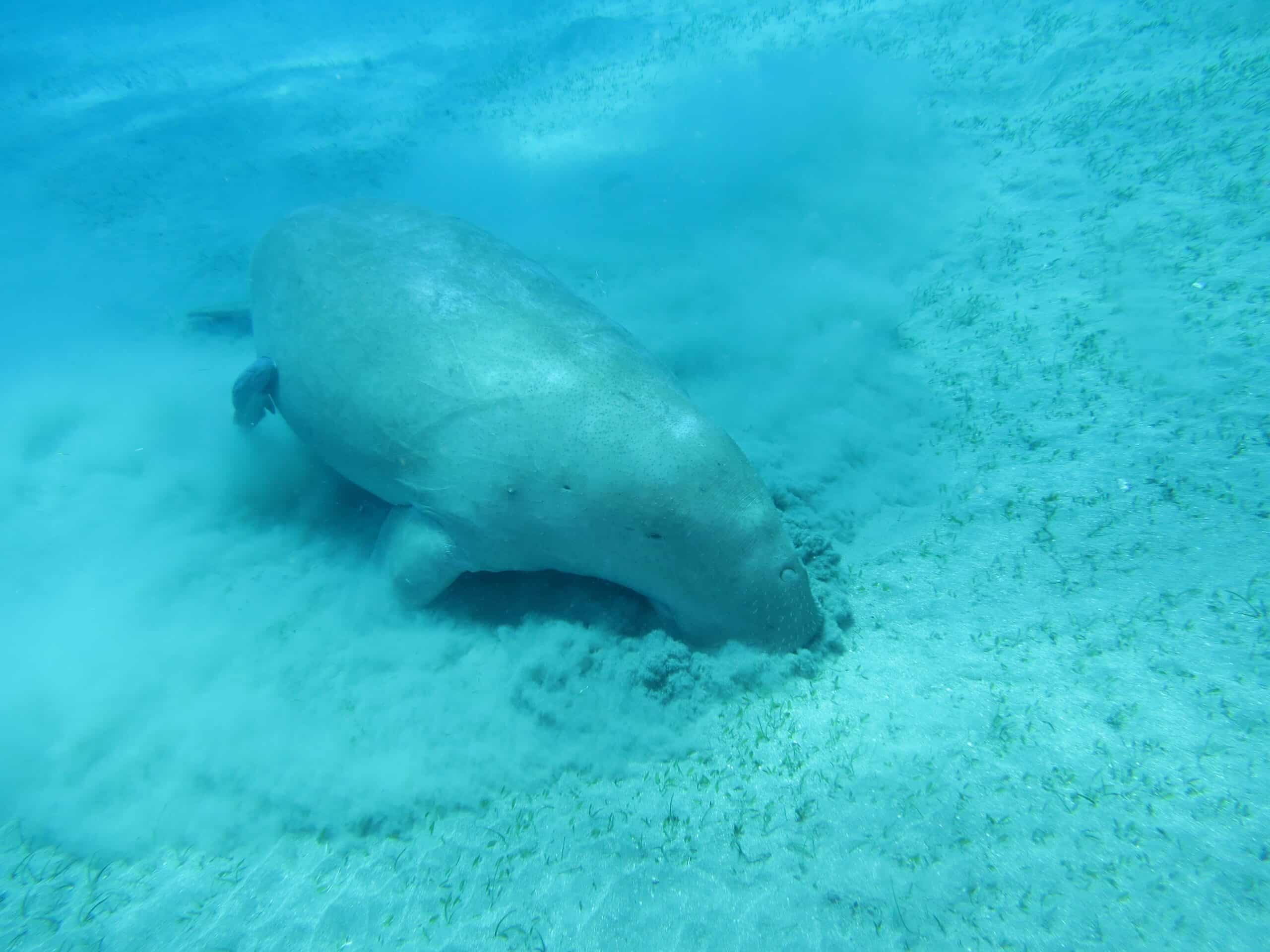 dugong (dugong dugon) (ifremer 00617 72913) dugong (dugong dugon) (ifremer 00617 72913)