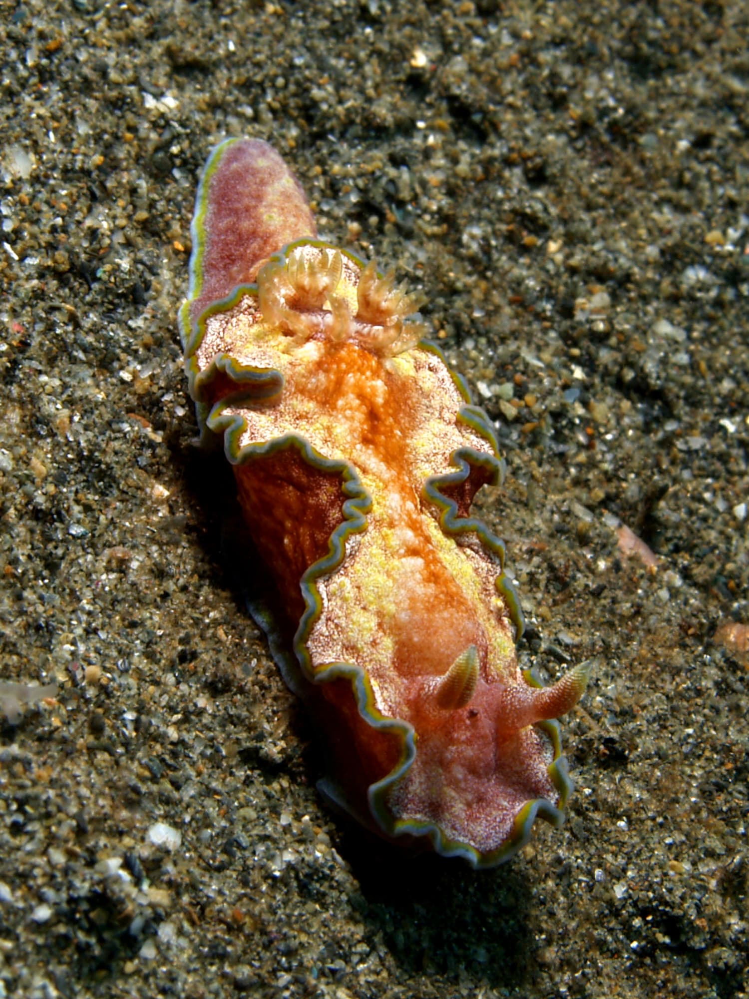 glossodoris cincta (nudibranch) glossodoris cincta (nudibranch)