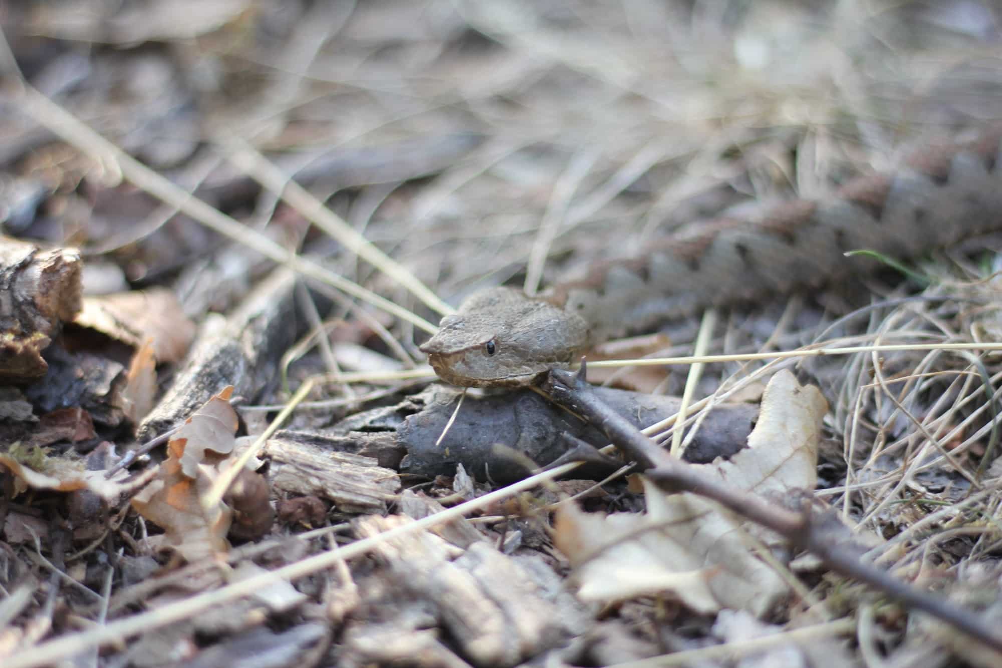 vipera ammodytes, sićevačka klisura, niš, serbia (18)