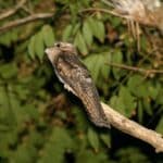 Northern Potoo
