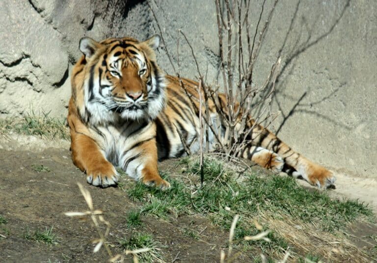 malayantiger pantheratigrisjacksoni malayantiger pantheratigrisjacksoni