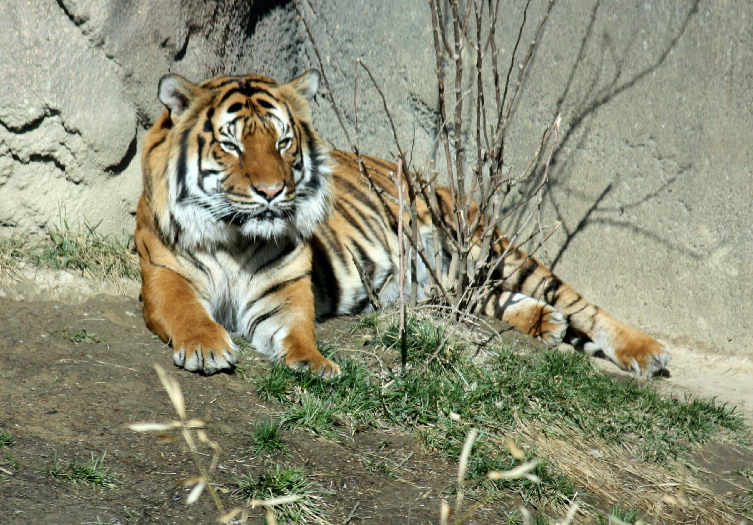 malayantiger pantheratigrisjacksoni malayantiger pantheratigrisjacksoni