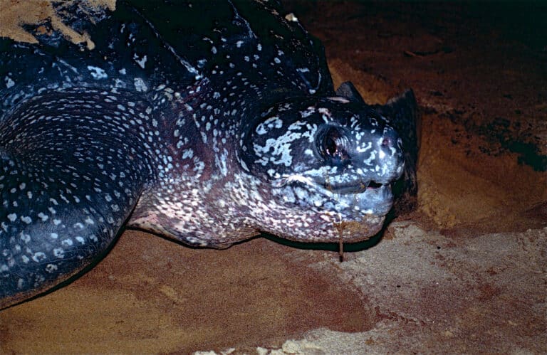 file:leatherback sea turtle (dermochelys coriacea) (10630312543).jpg Leatherback Sea Turtle