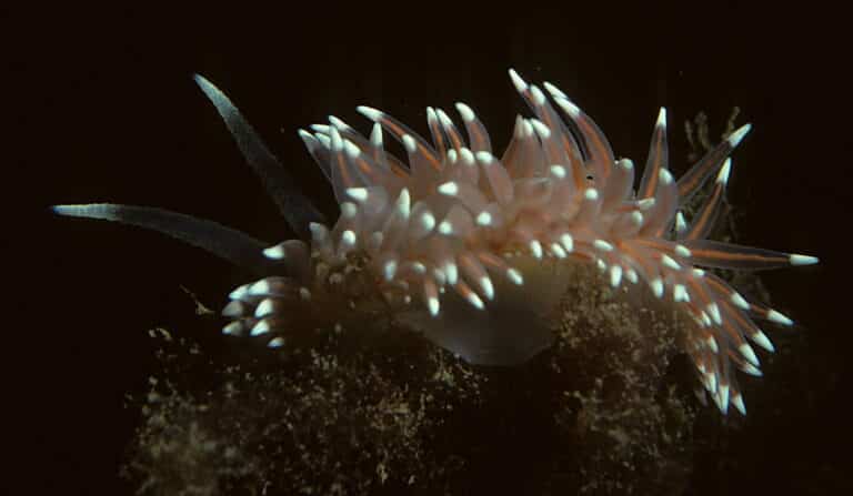salmon aeolis, flabellina salmonacea (coryphela salmonacea), an aolid nudibranch in newfoundland, canada. (21389537295) salmon aeolis, flabellina salmonacea (coryphela salmonacea), an aolid nudibranch in newfoundland, canada. (21389537295)