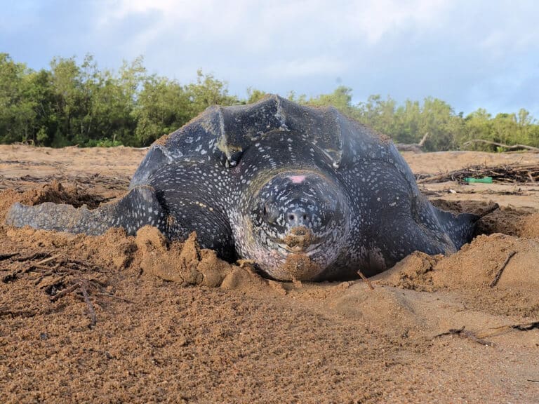 dermochelys coriacea front