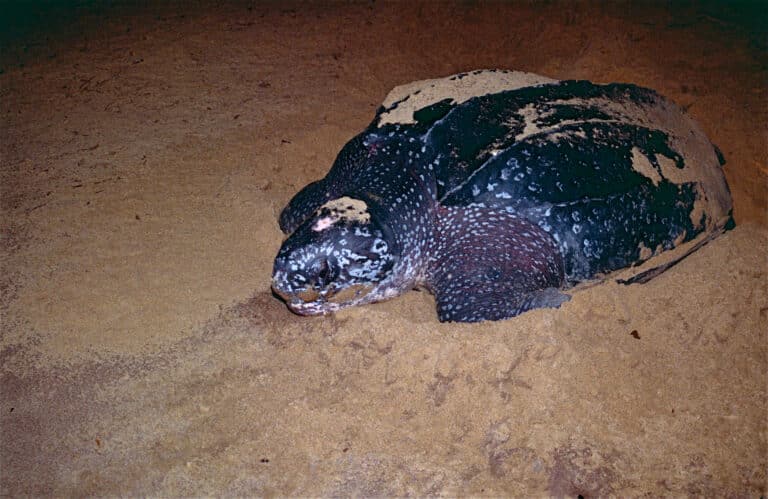 file:leatherback sea turtle (dermochelys coriacea) (10629234684).jpg
