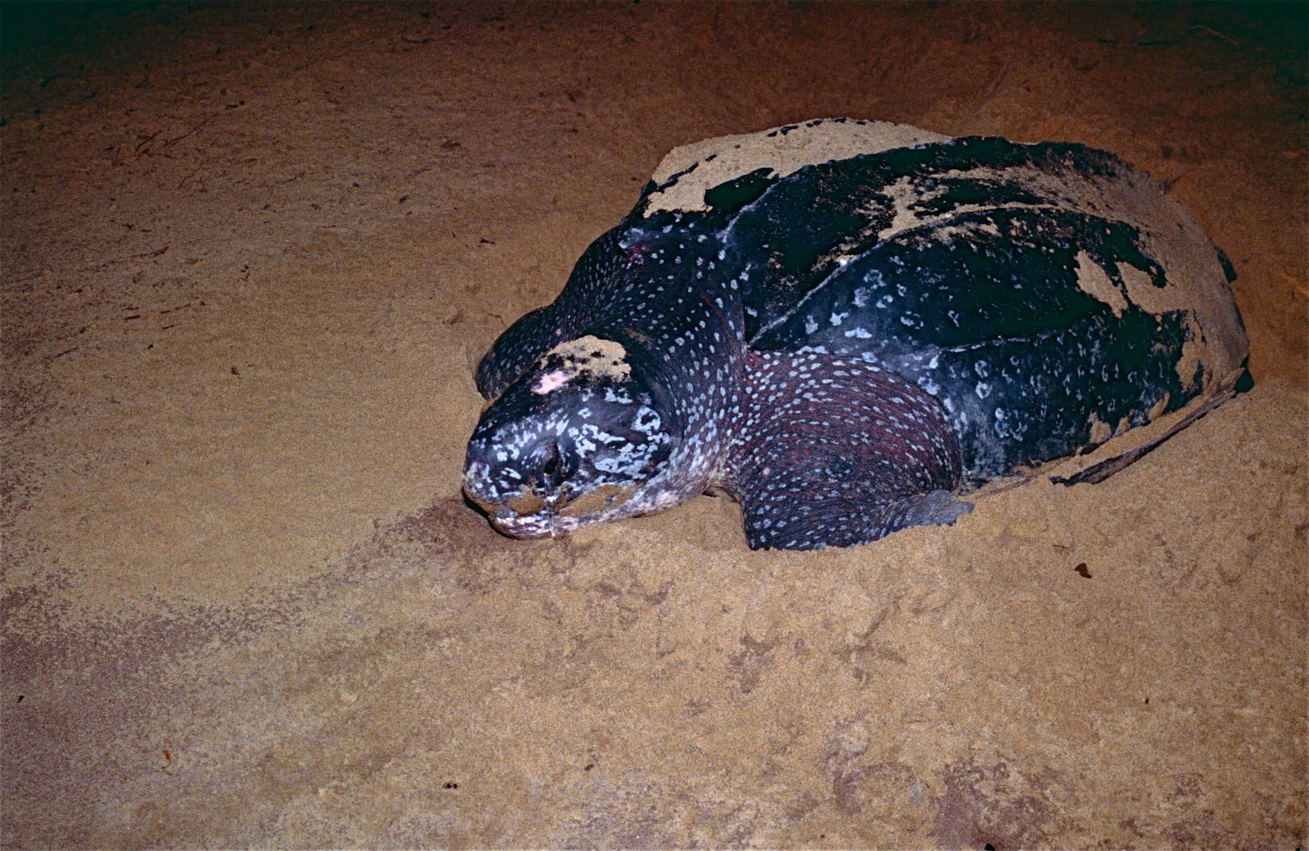 file:leatherback sea turtle (dermochelys coriacea) (10629234684).jpg