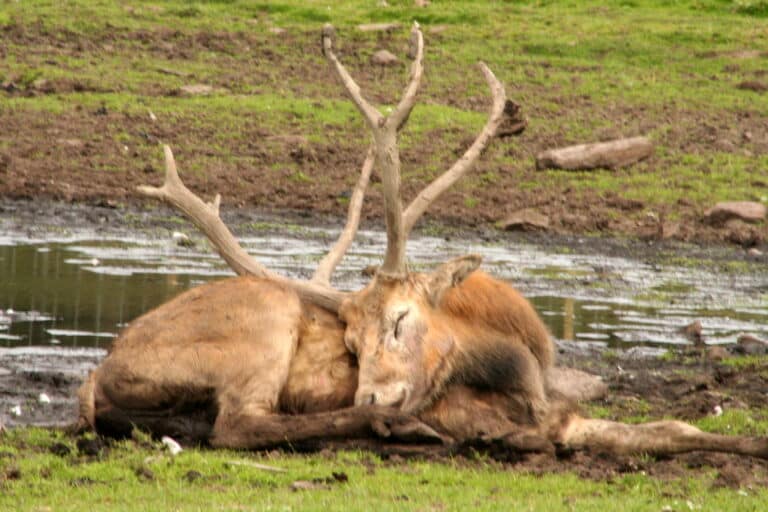 elaphurus davidianus the pere david’s deer knowsley safari park