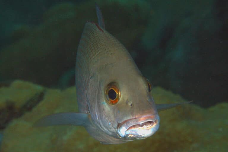 img 3979avcrre gray snapper (lutjanus griseus)
