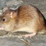 Norway Rat
