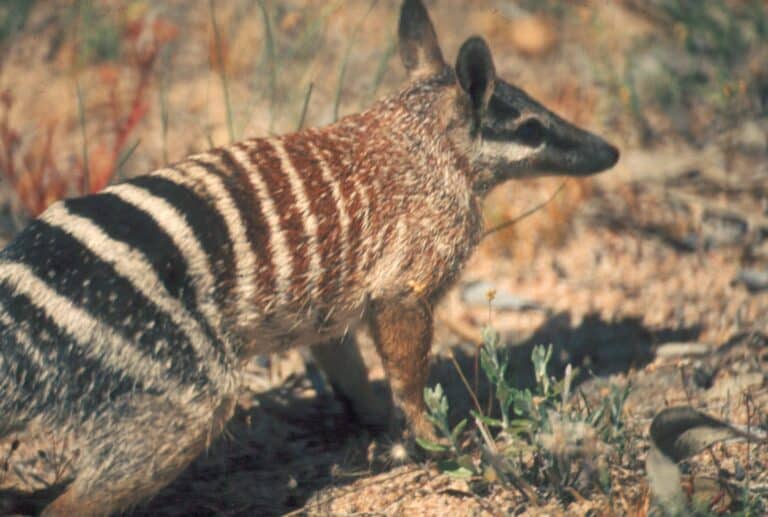 numbat standing in grass close up numbat standing in grass close up
