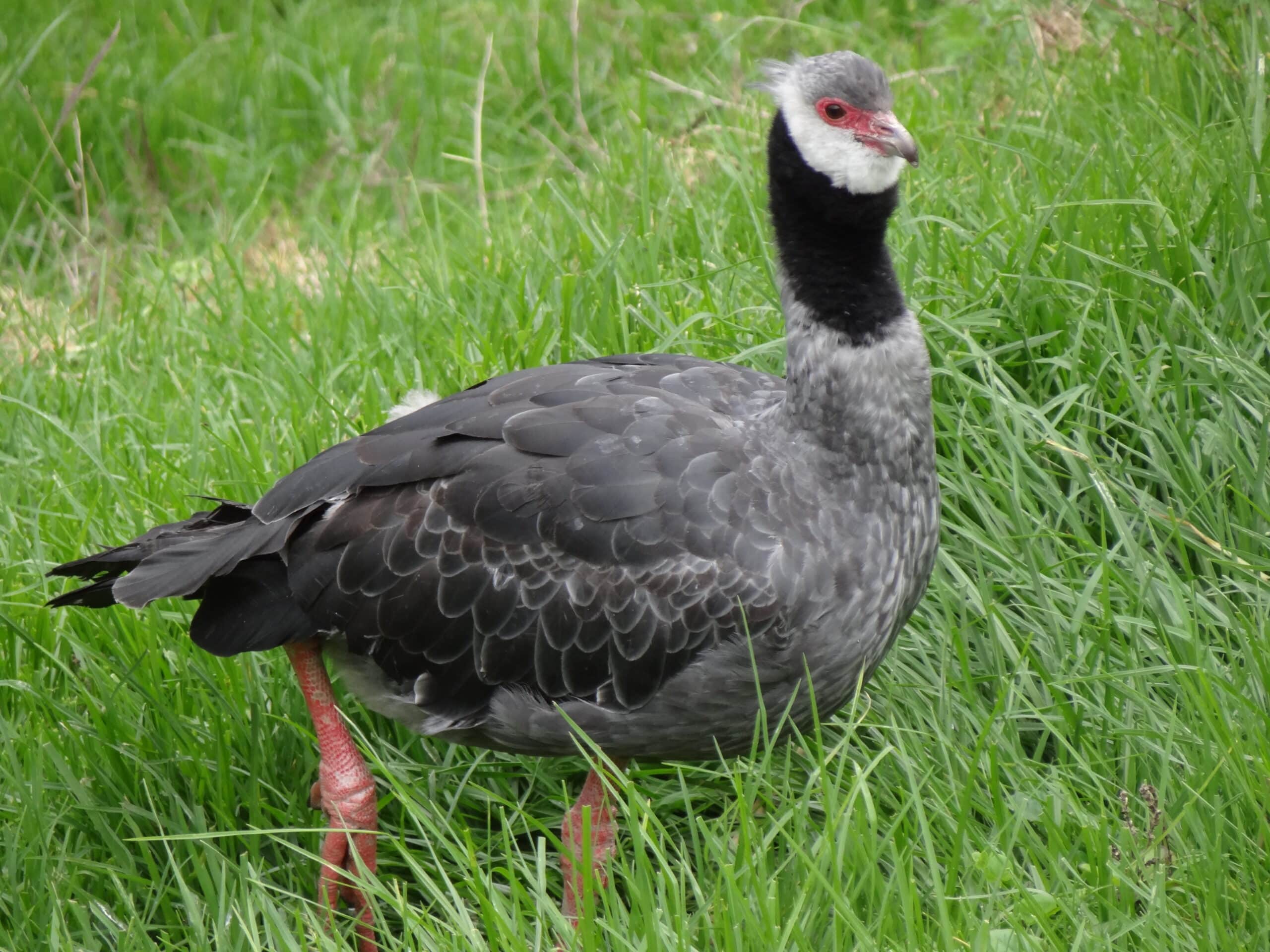 Northern Screamer
