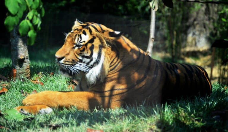 malayan tiger (7476161714) malayan tiger (7476161714)