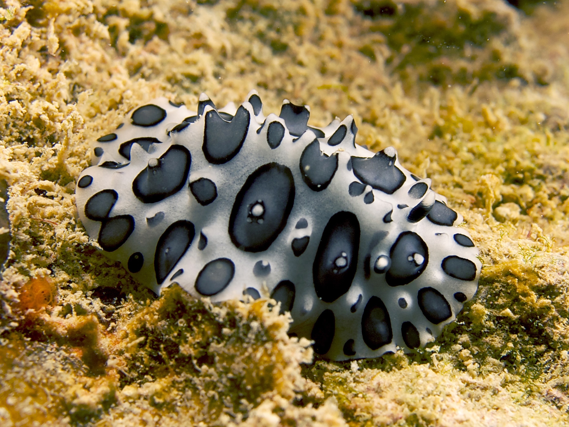 file:phyllidiopsis papilligera (black spotted nudibranch north haiti).jpg file:phyllidiopsis papilligera (black spotted nudibranch north haiti).jpg