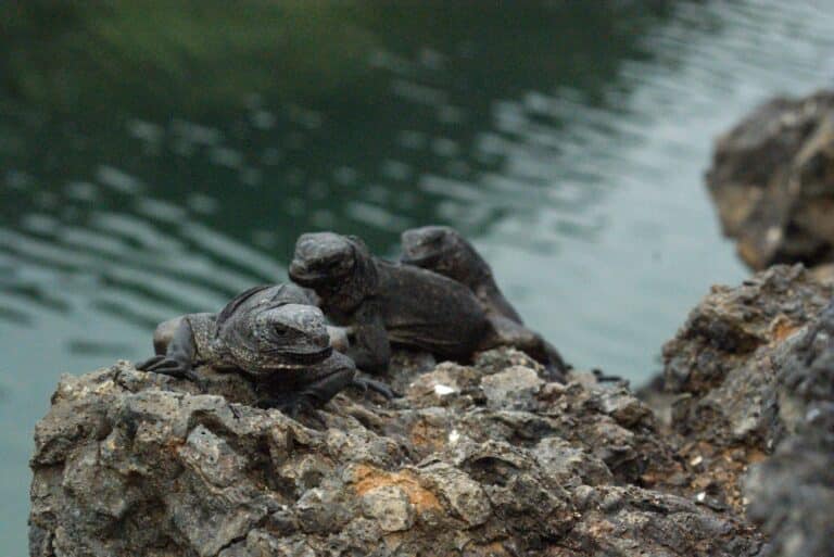 file:juvenile marine iguanas (amblyrhynchus cristatus) on isabela, galapagos islands.jpg