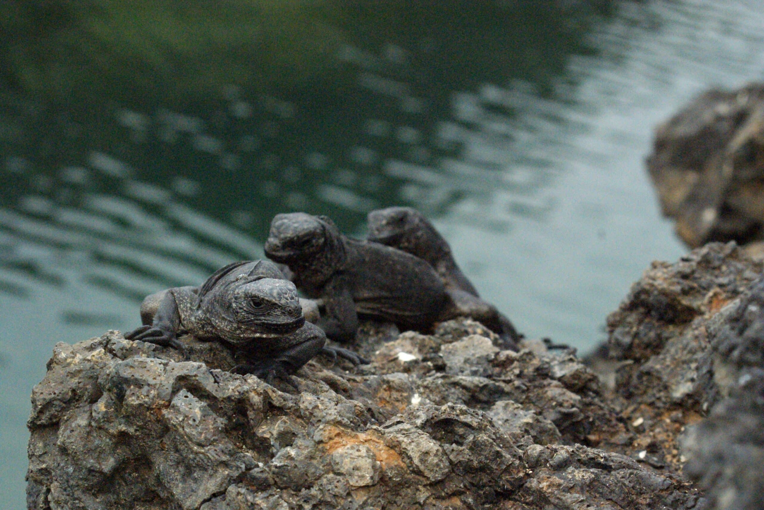 file:juvenile marine iguanas (amblyrhynchus cristatus) on isabela, galapagos islands.jpg