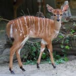 Nyala