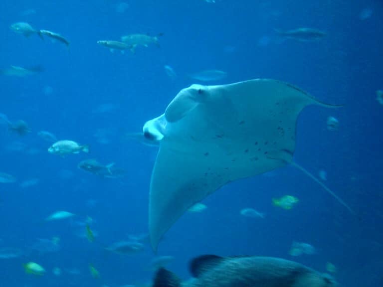 manta ray belly (3567880235)