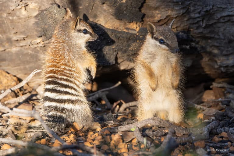 numbat myrmecobius fasciatus numbat myrmecobius fasciatus