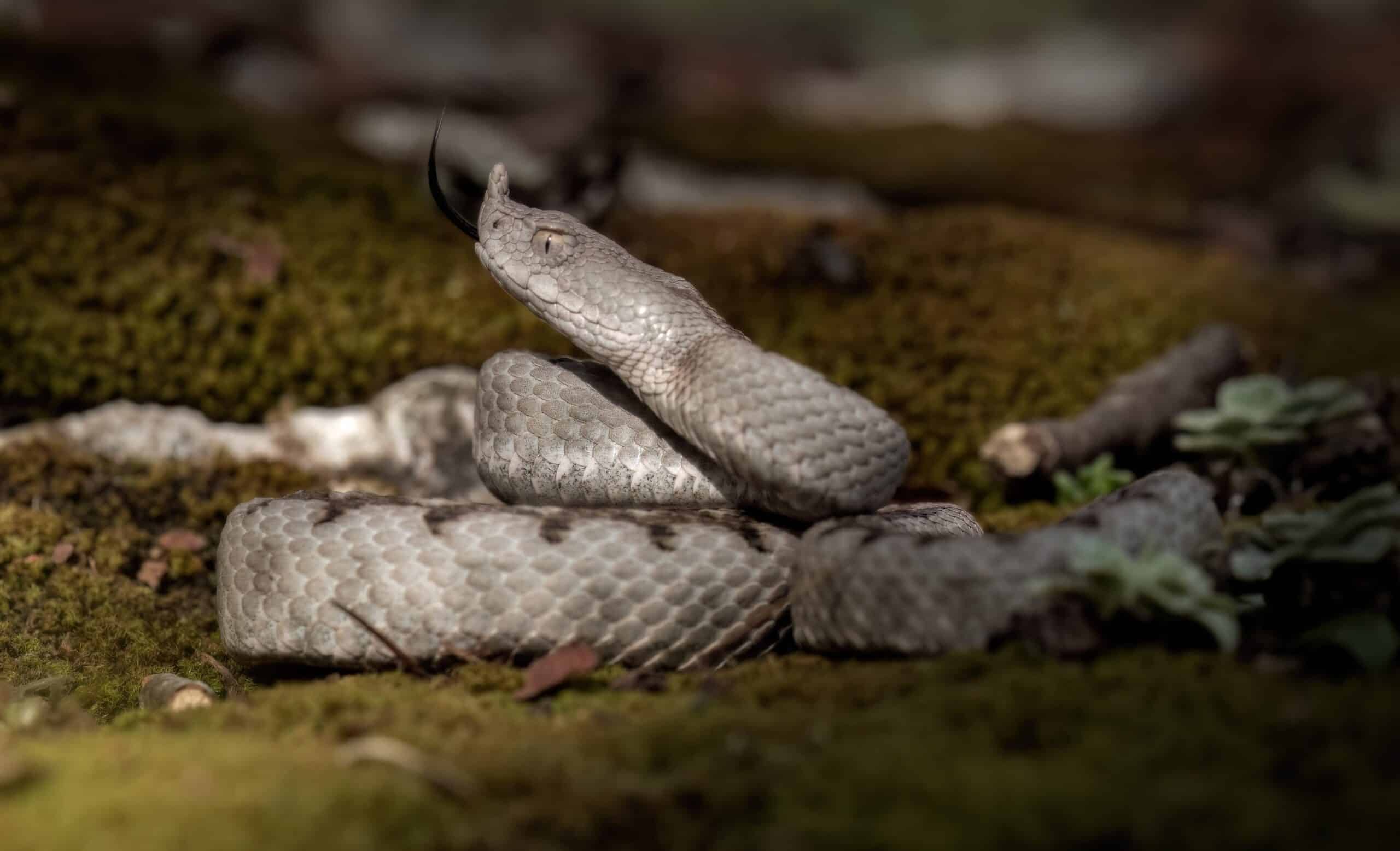 vipera ammodytes esemplare di una giovane femmina
