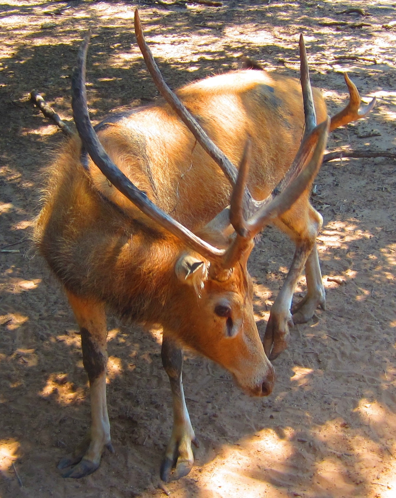 elaphurus davidianus at sharkarosa wildlife ranch in pilot point, texas