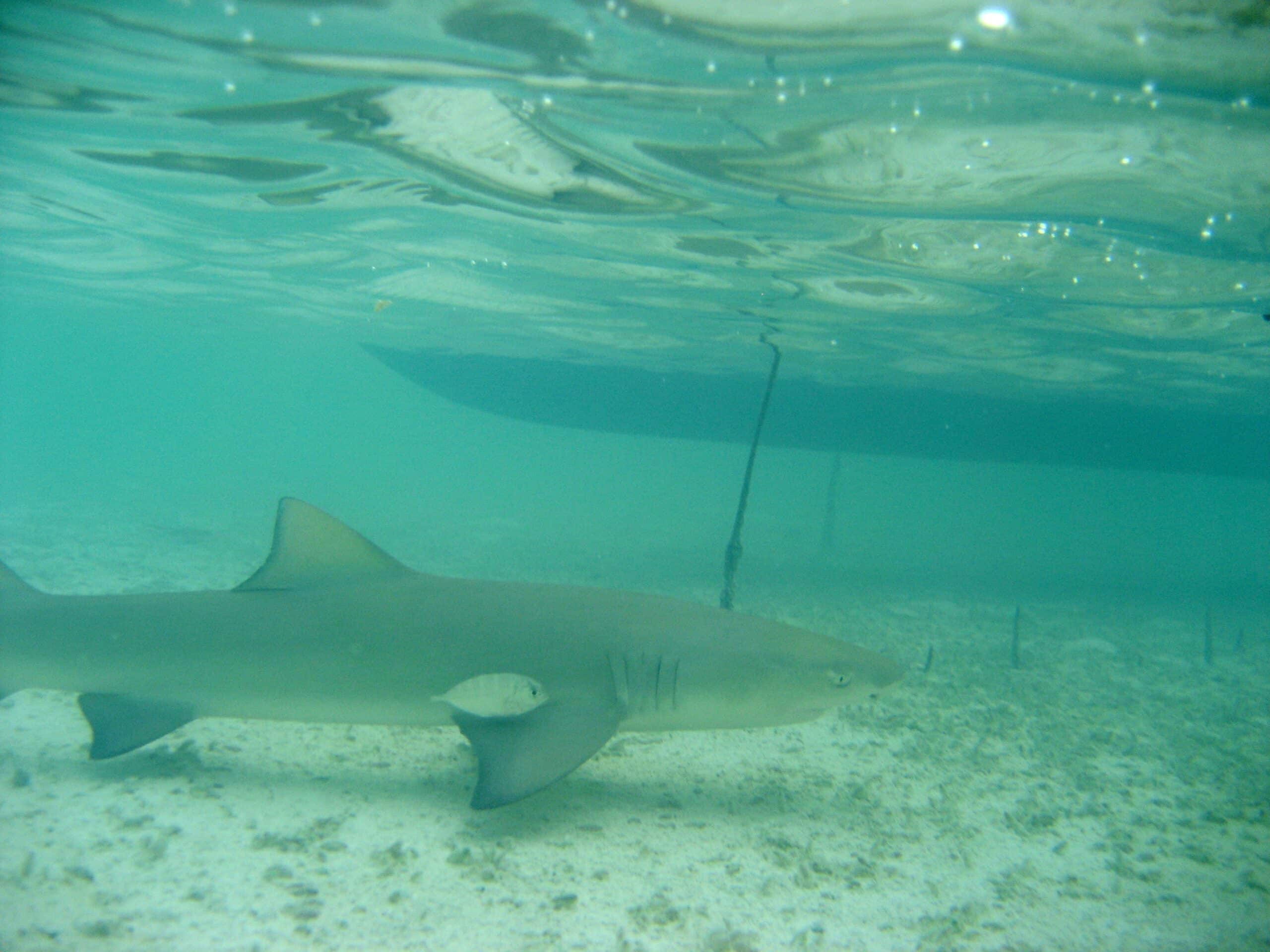 file:negaprion brevirostris turks caicos.jpg file:negaprion brevirostris turks caicos.jpg