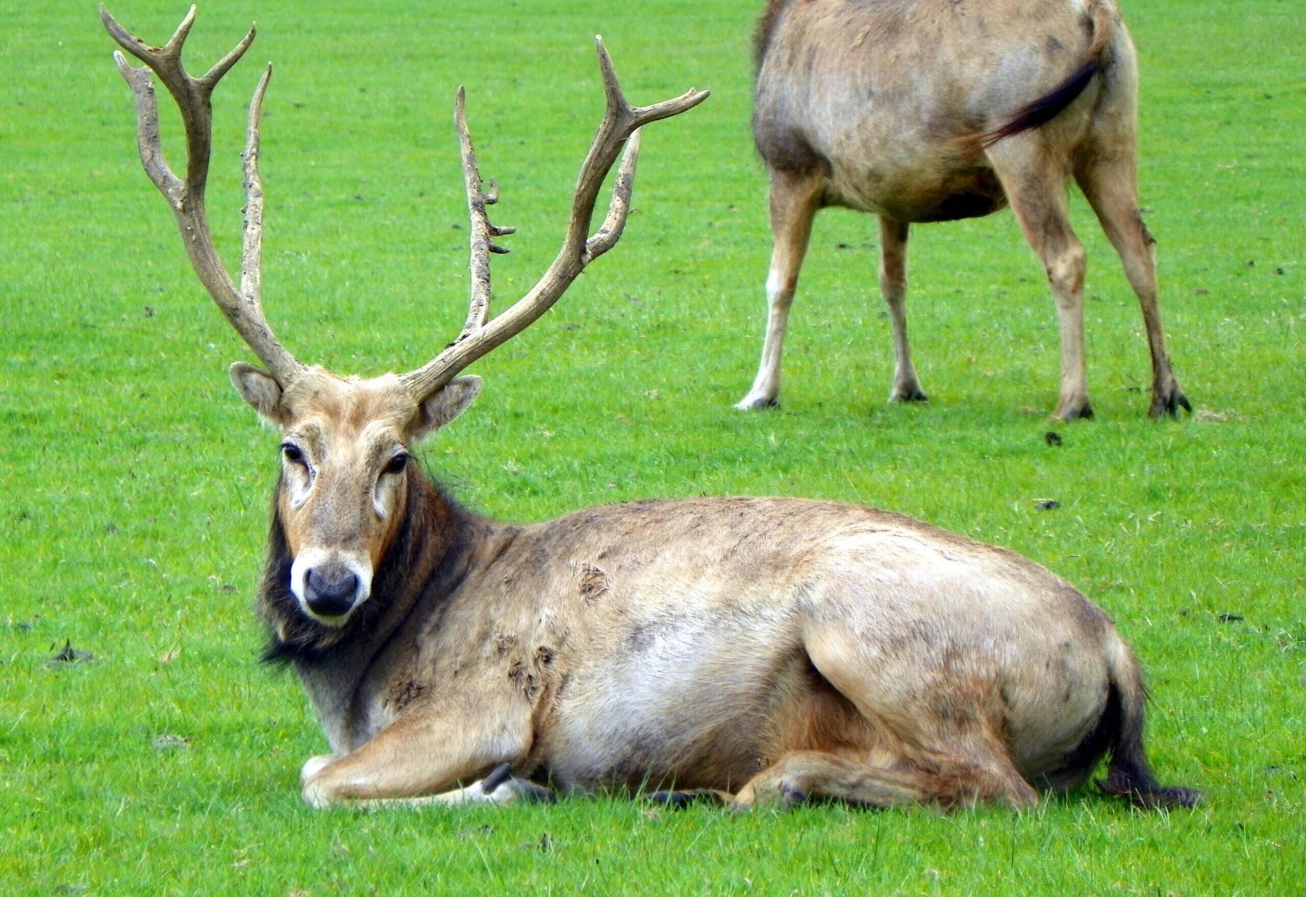 file:goc woburn 029 père david’s deer (elaphurus davidianus), woburn deer park (22540801604).jpg