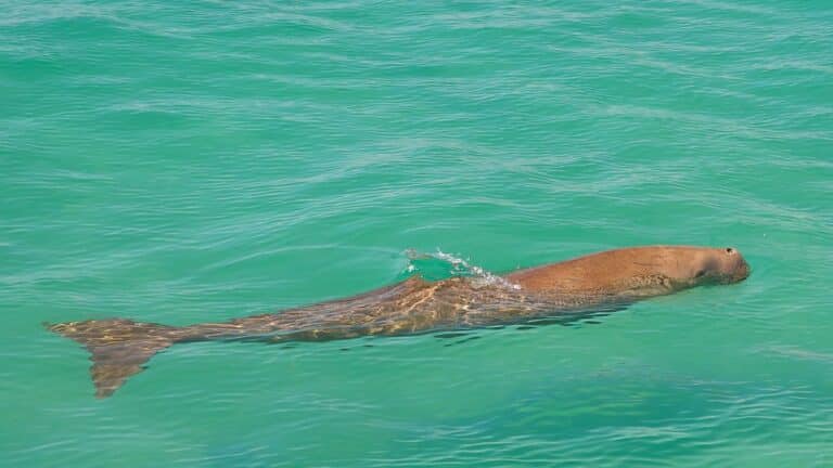 dugong dugong
