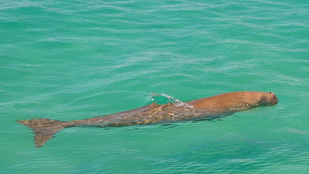 dugong dugong