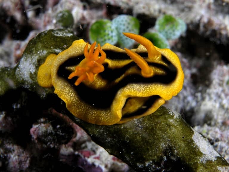file:chromodoris nudibranch komodo.jpg file:chromodoris nudibranch komodo.jpg