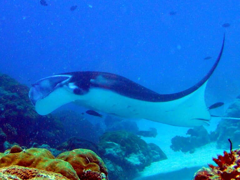 manta ray in german channel, palau (10059147714)