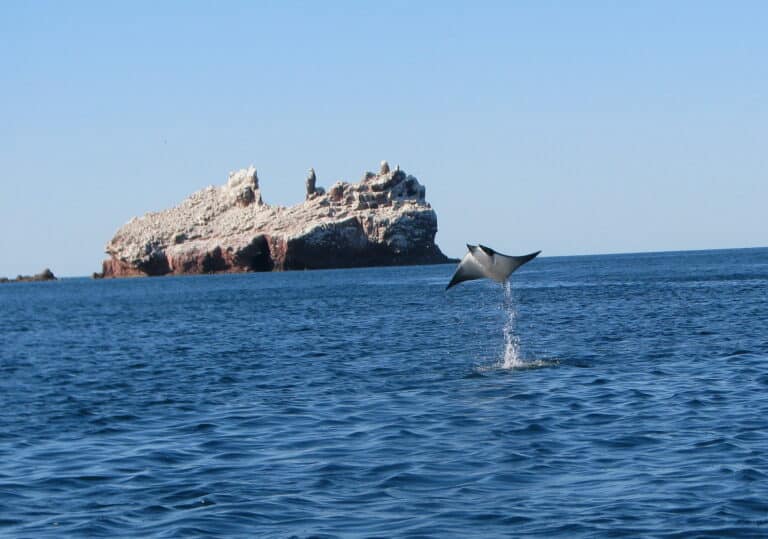 jumping manta ray