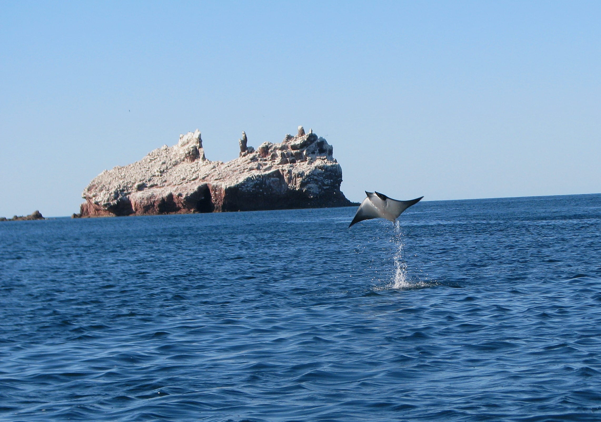 jumping manta ray
