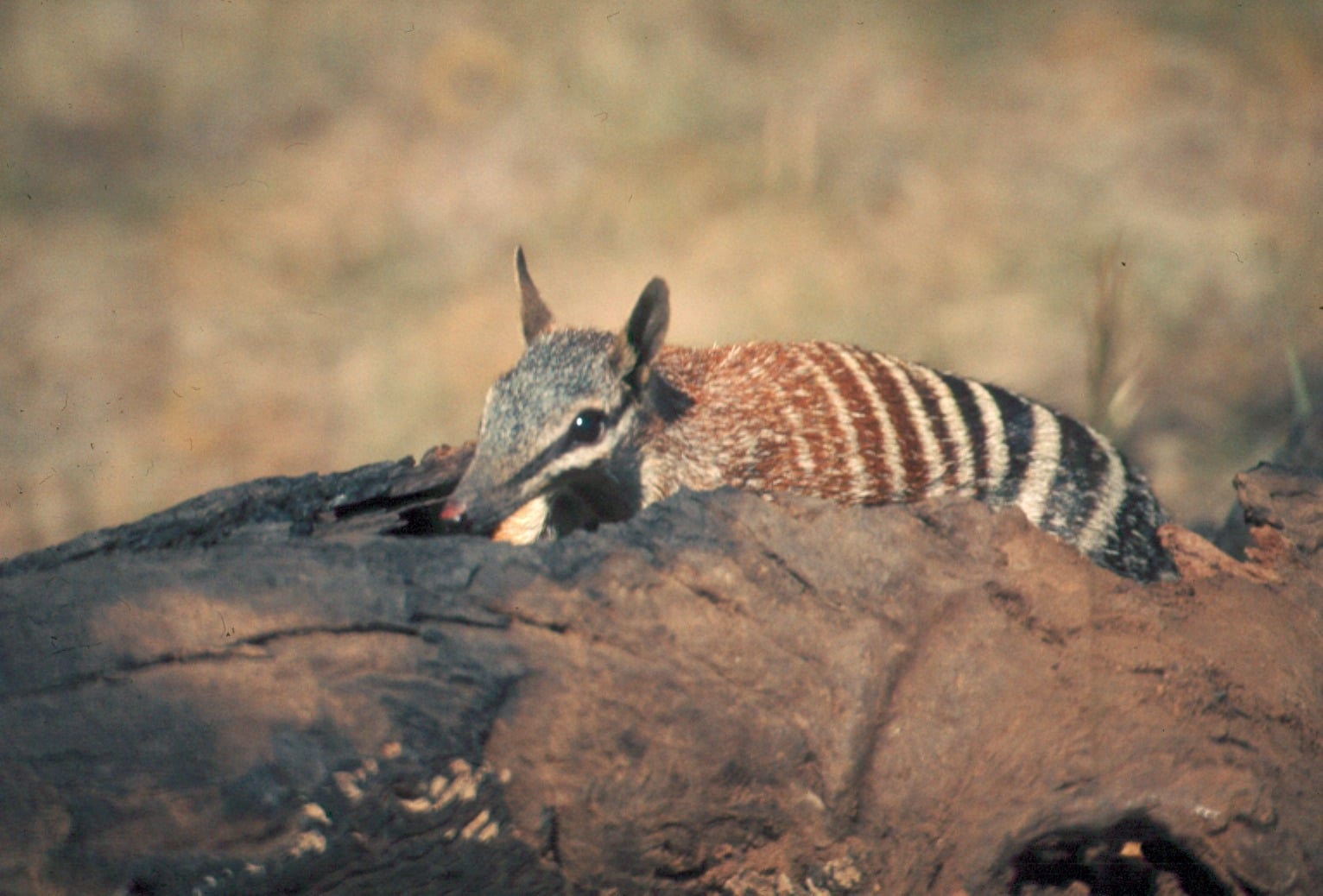 numbat sitting in log numbat sitting in log