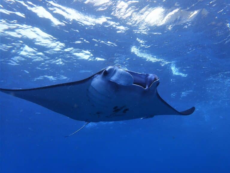 manta ray penida