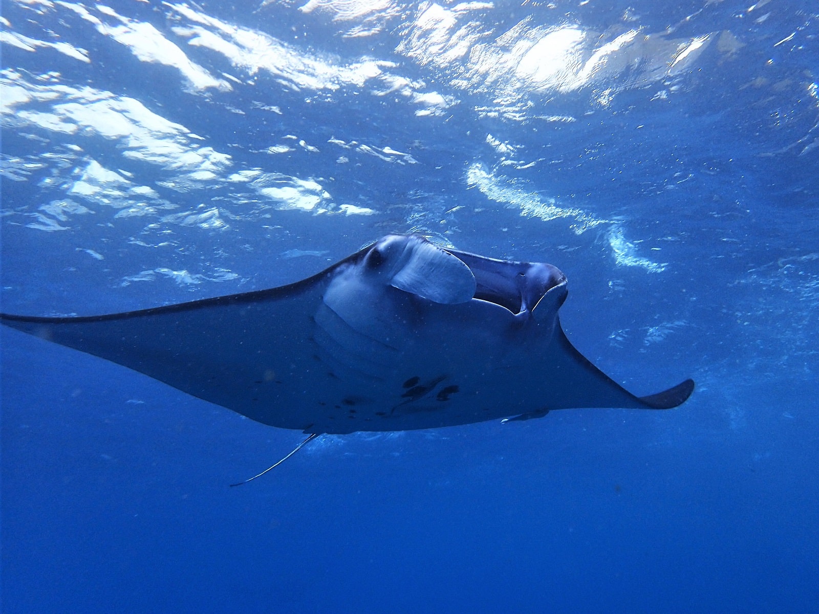 manta ray penida