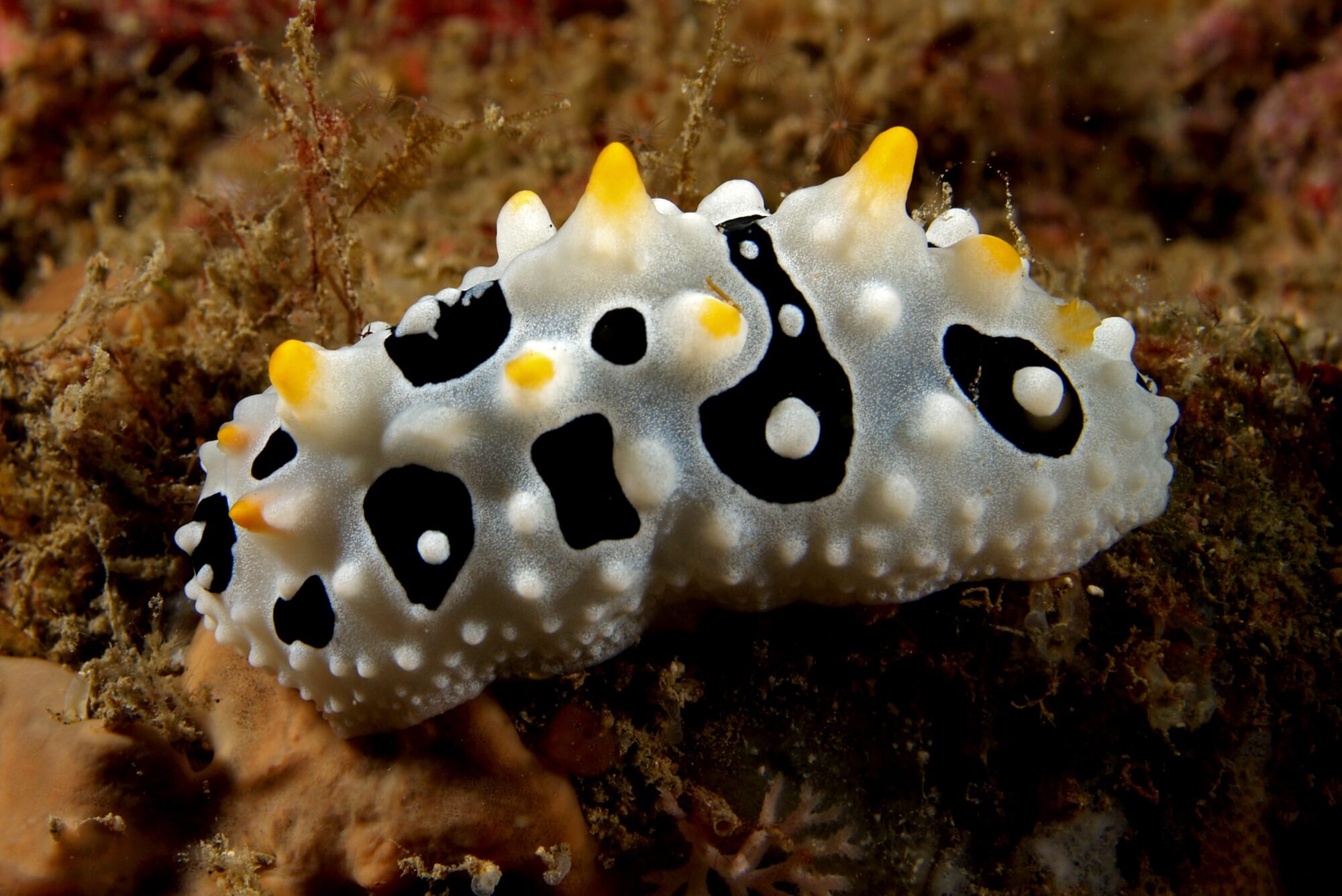 phyllidia babai (nudibranch) phyllidia babai (nudibranch) Nudibranch
