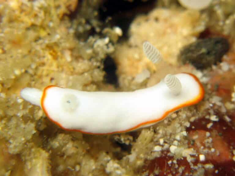 nudibranch chromodoris alboneres 2 nudibranch chromodoris alboneres 2