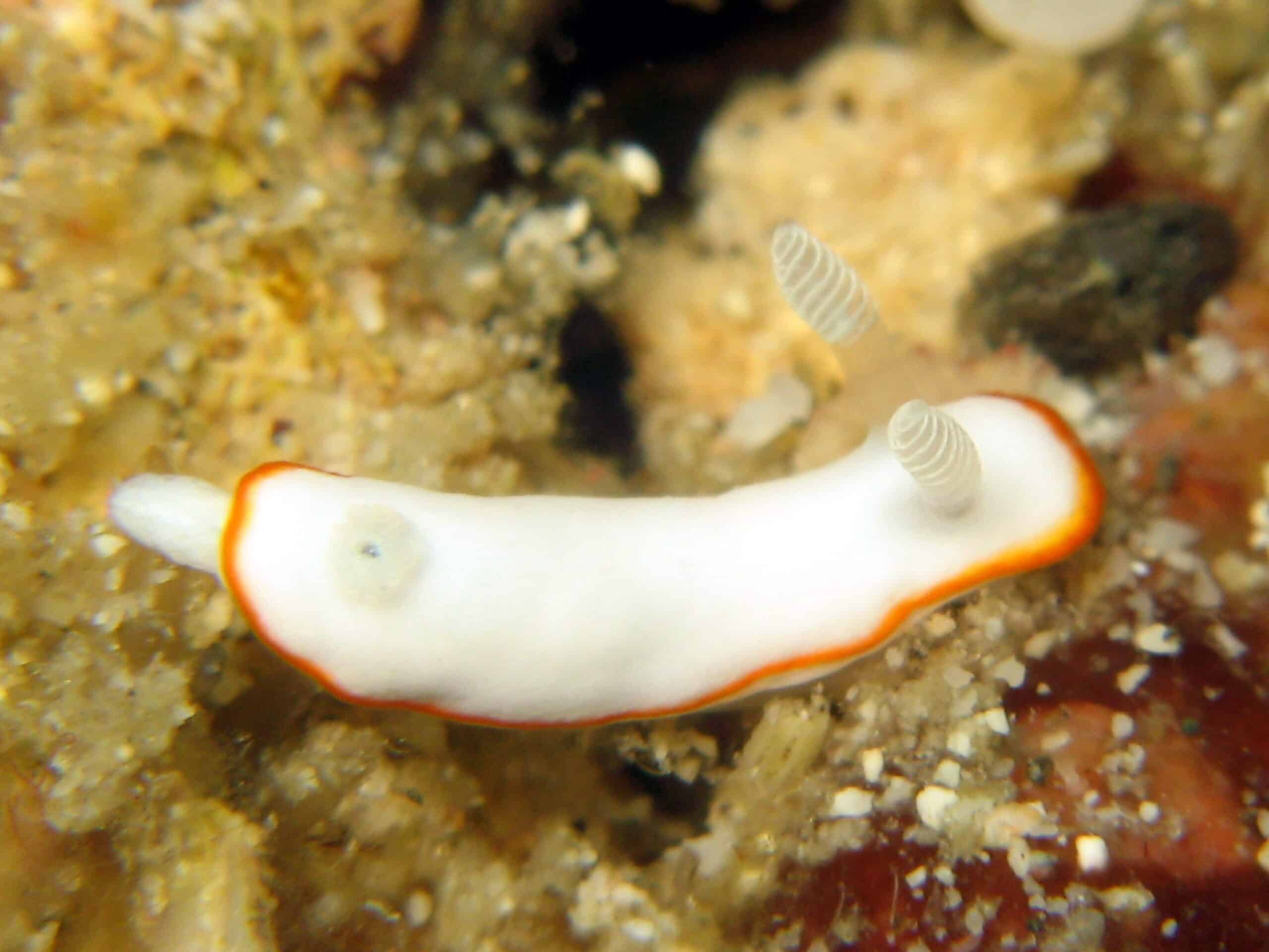 nudibranch chromodoris alboneres 2 nudibranch chromodoris alboneres 2